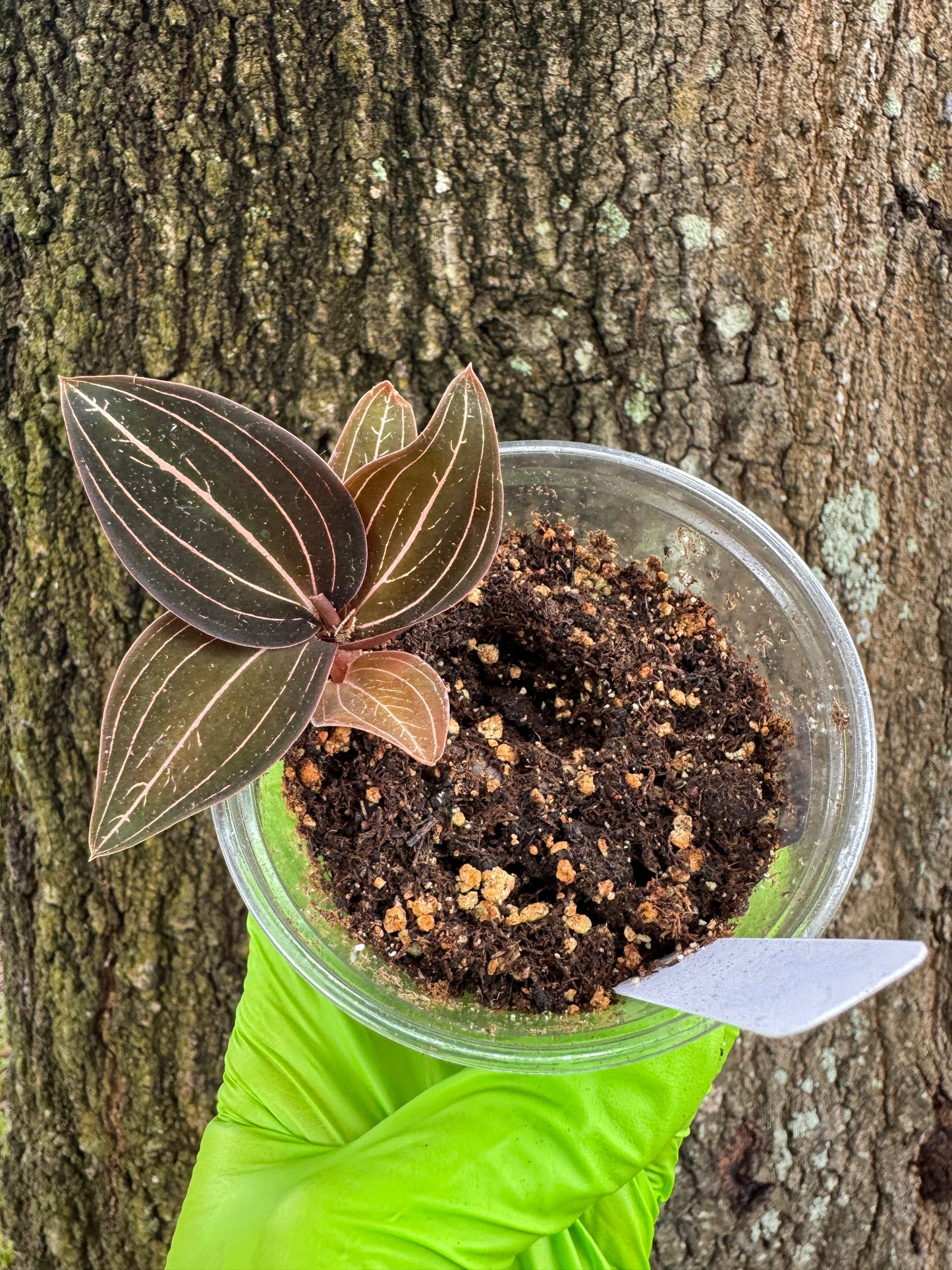 0961 | 3.5” Ludisia Discolor Jewel Orchid