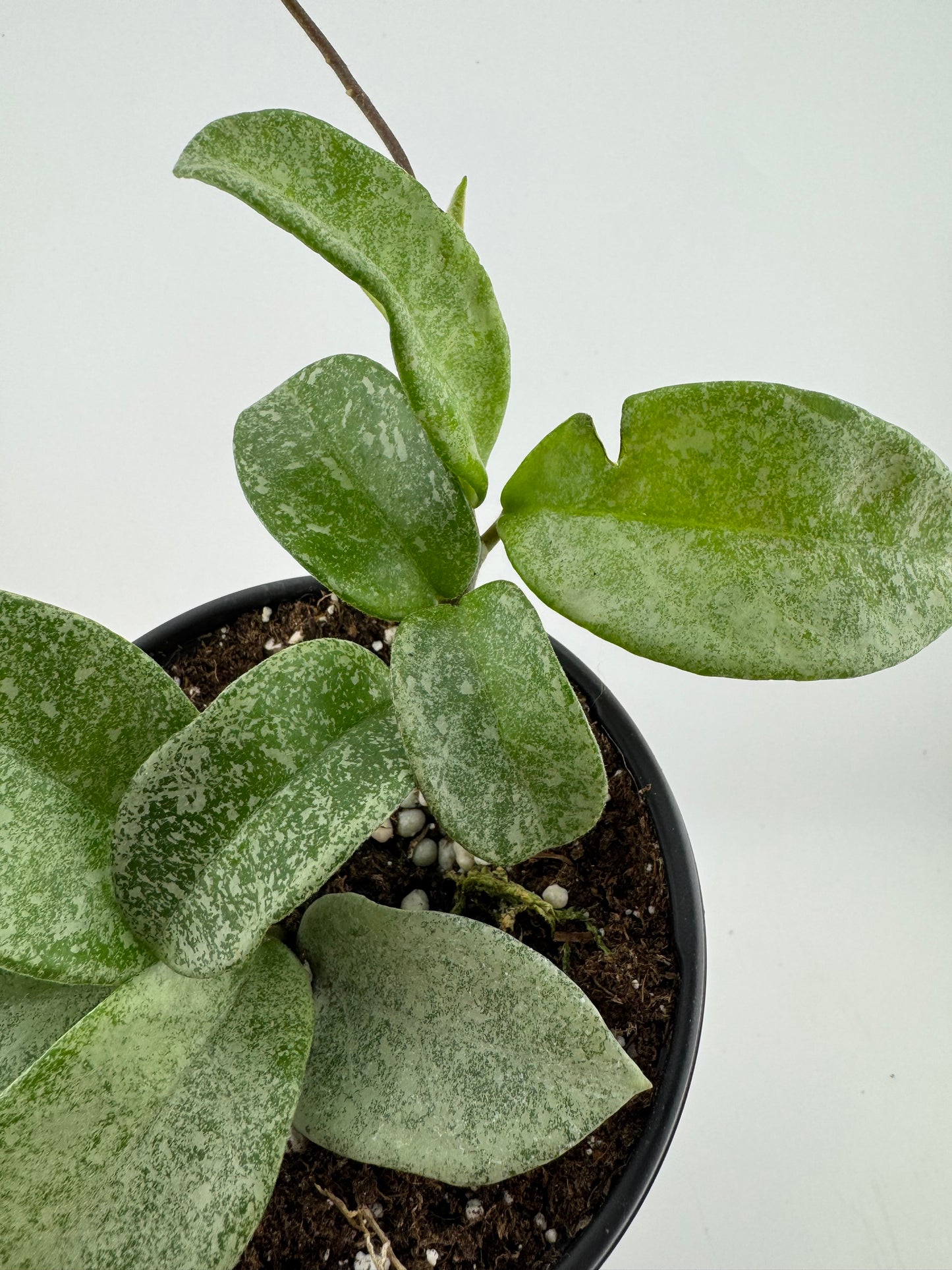 1195 | 4" Hoya Nova Ghost