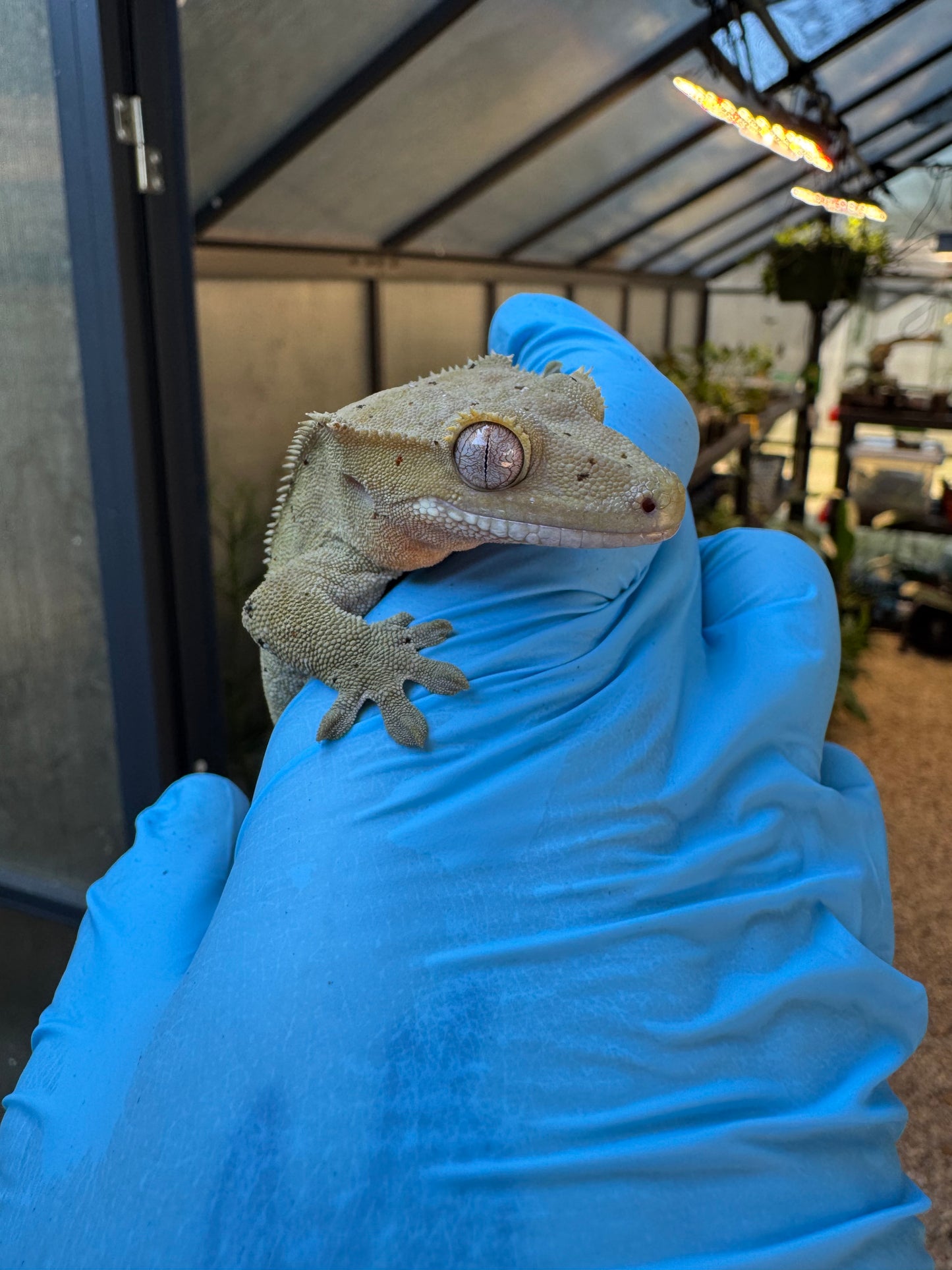 Dalmatian w/ Red Ink Spots Crested Gecko 27g Female