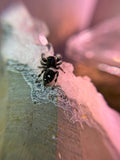 Phidippus Regius Adult Female Bella