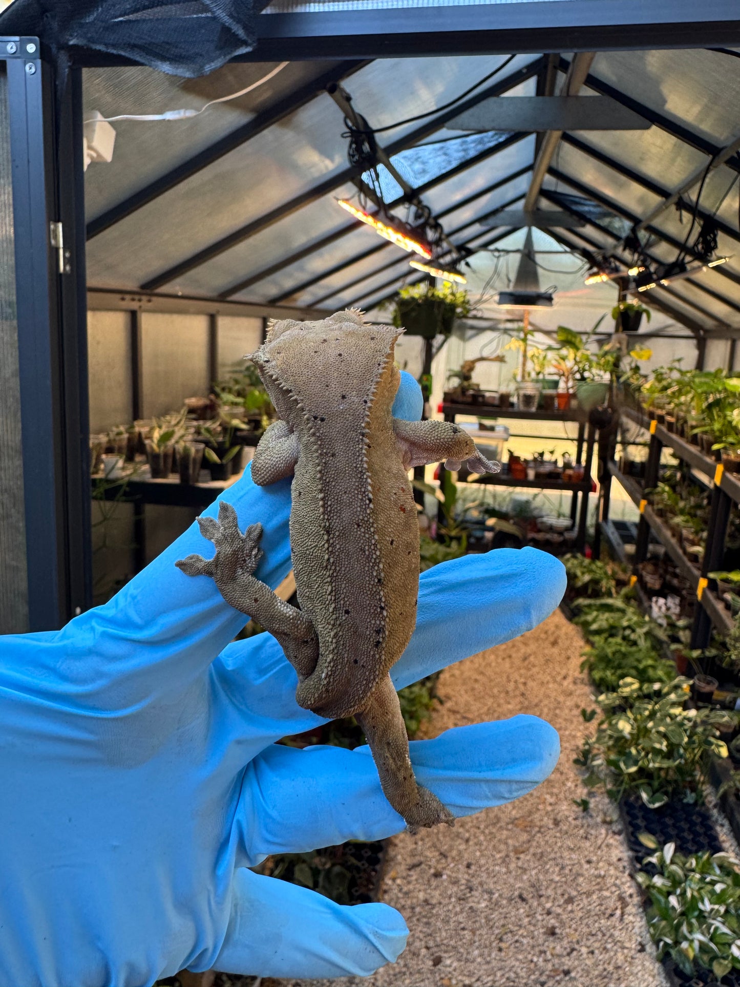 Dalmatian w/ Red Ink Spots Crested Gecko 27g Female