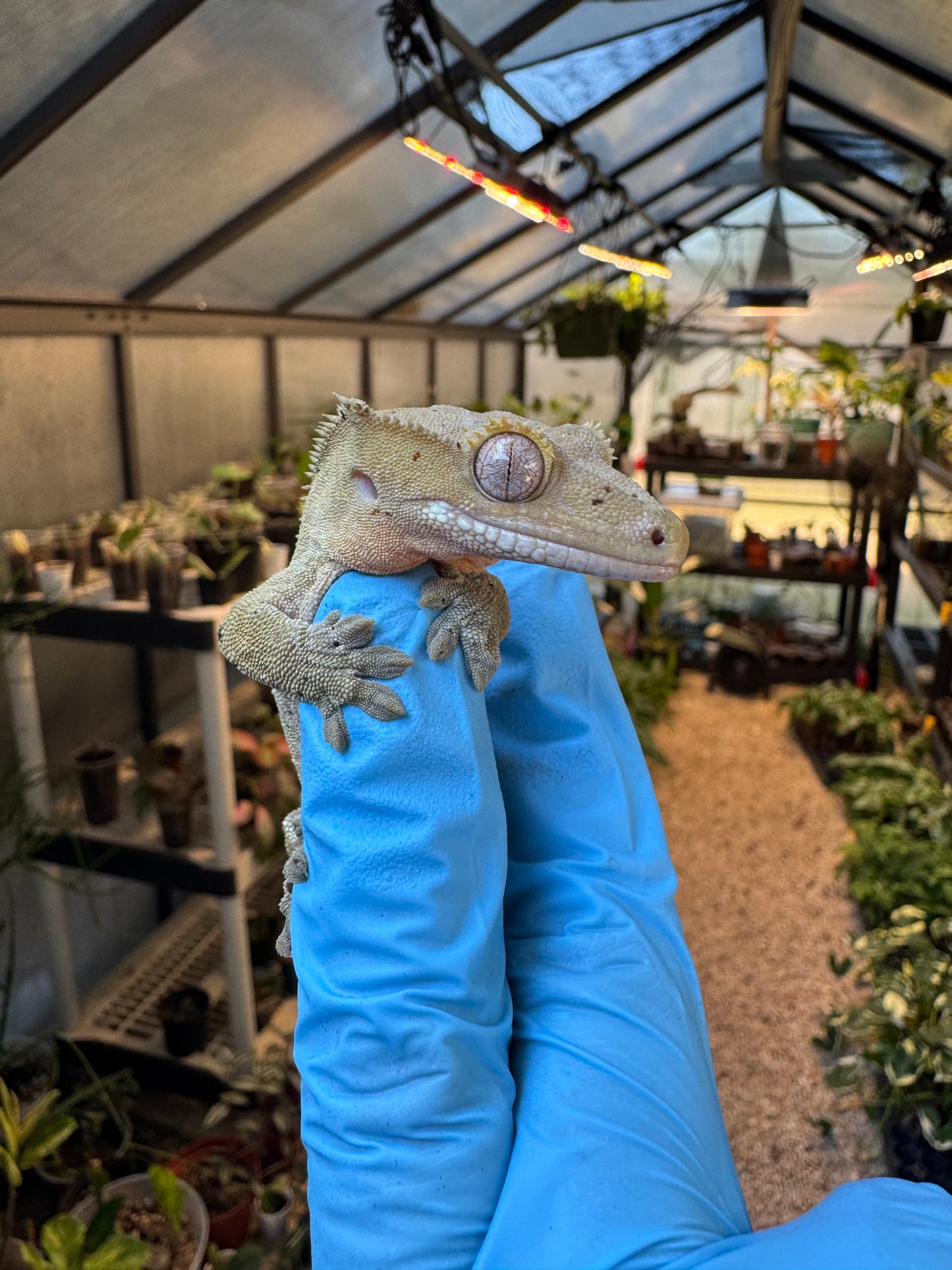 Dalmatian w/ Red Ink Spots Crested Gecko 27g Female