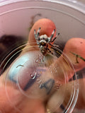 Phidippus Regius i8F Pet ID: 10312443