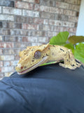 Brindle Dal Crested Gecko NPV 19g