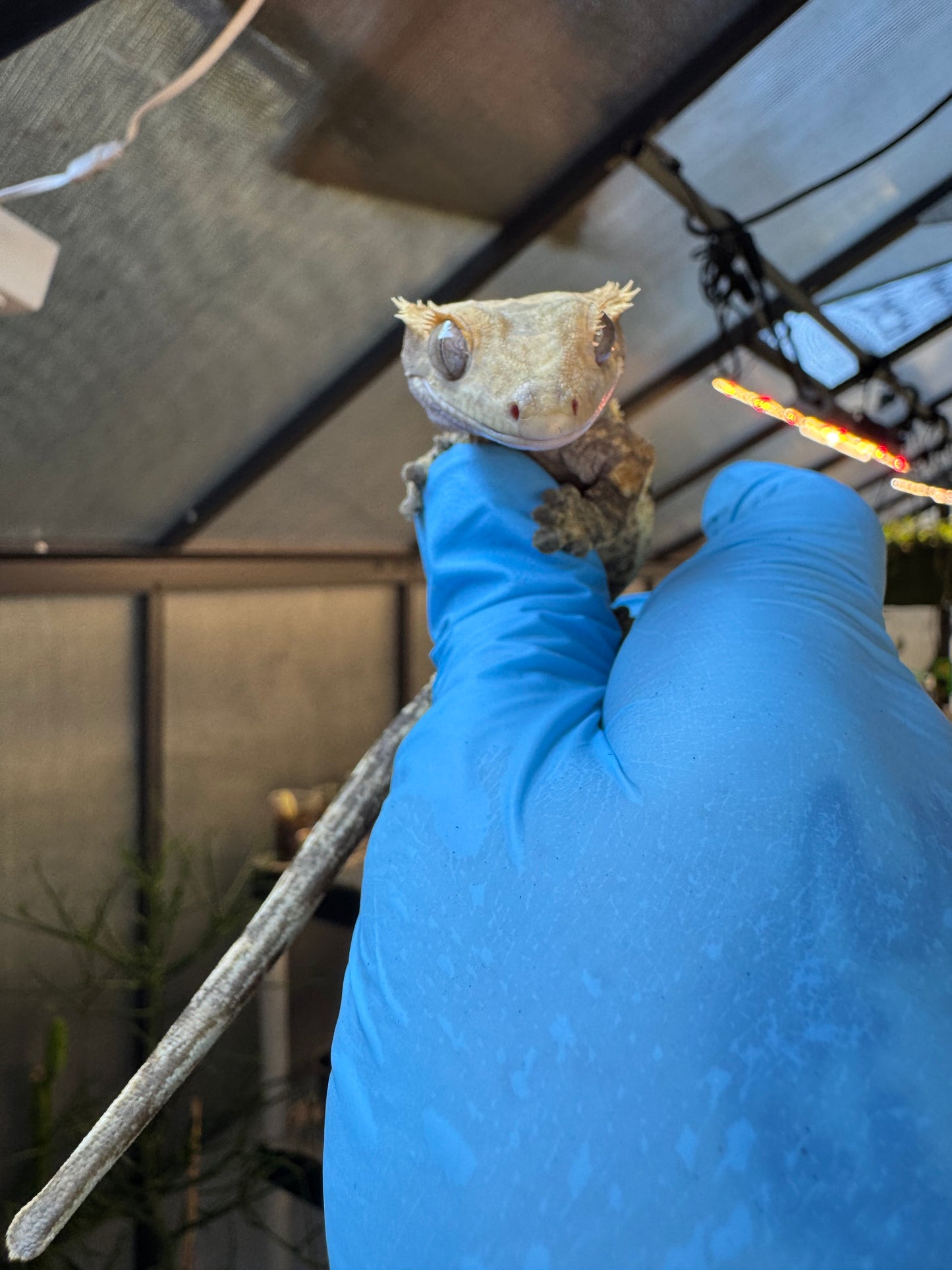 Pizzaz x xxx Extreme Crested Gecko 26g Female