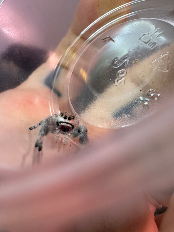 Phidippus Regius i8F Pet ID: 10312443