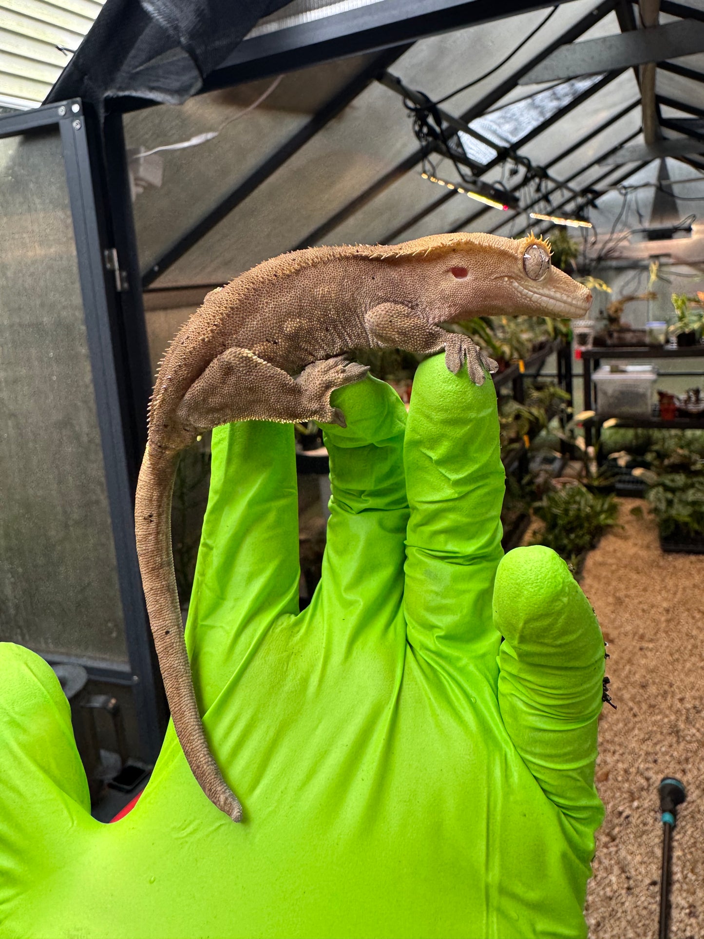 Charcoal Dalmatian Crested Gecko 26g NPV