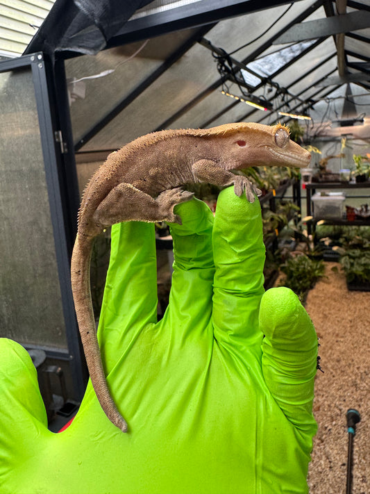 Charcoal Dalmatian Crested Gecko 26g NPV