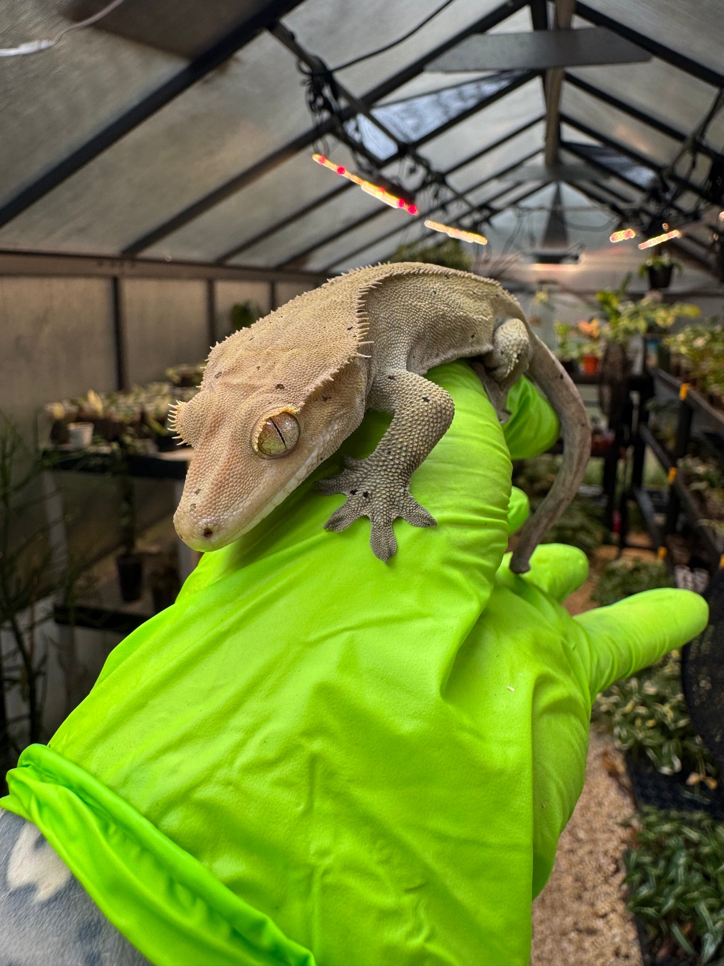 Charcoal Dalmatian Crested Gecko 25g Male