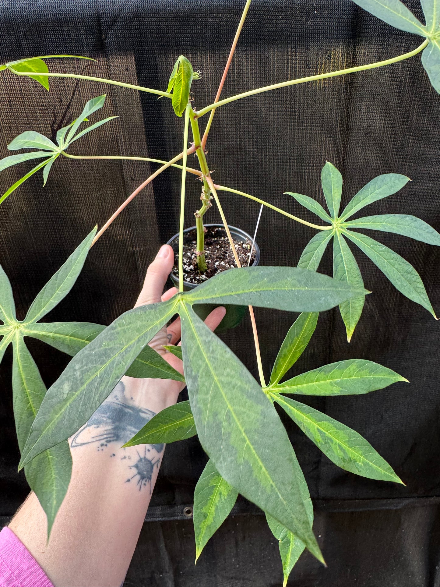 1217 | 4” Cassava Variegated