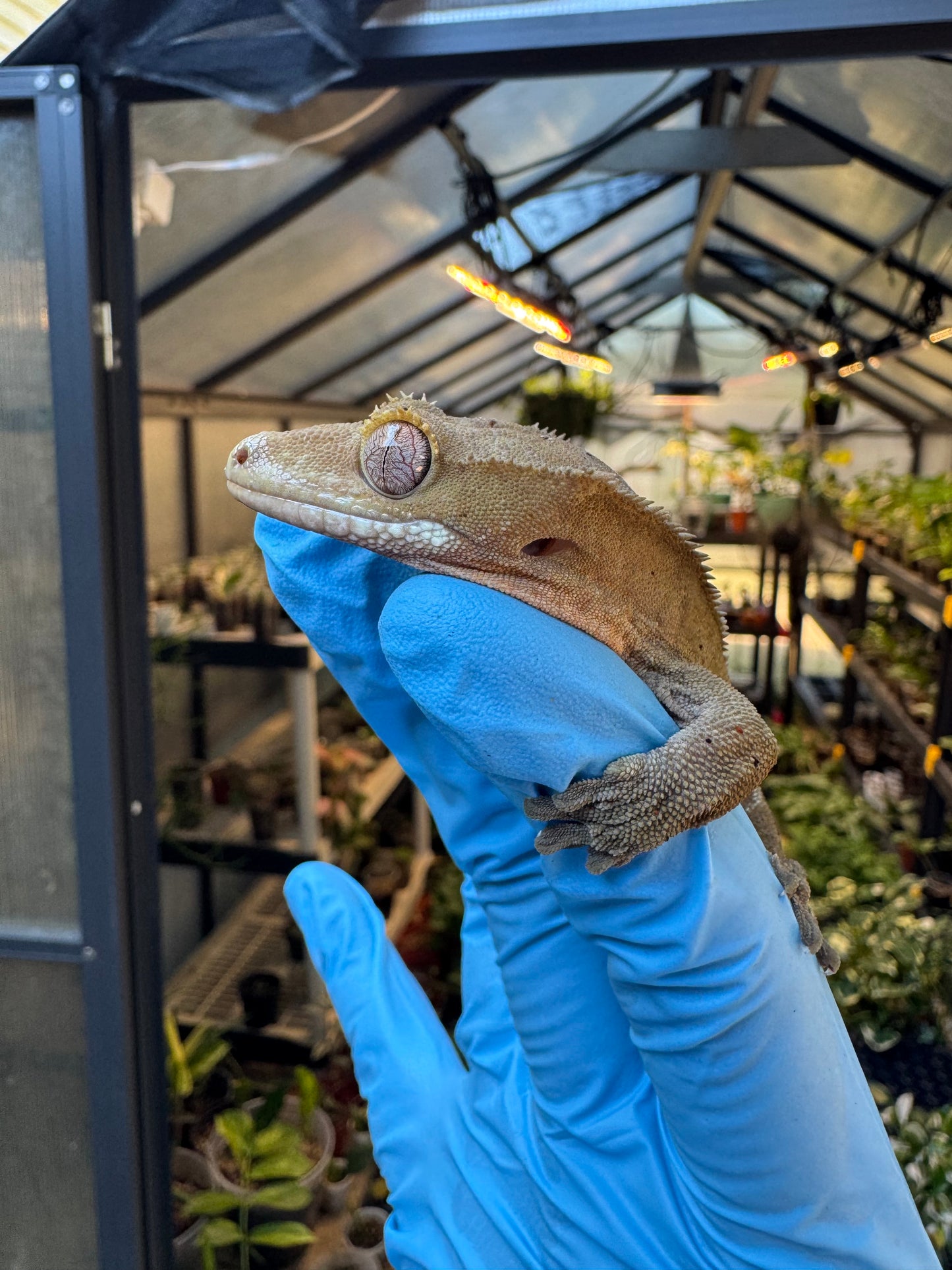 Dalmatian w/ Red Ink Spots Crested Gecko 27g Female