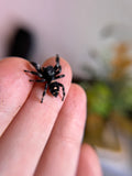 Phidippus Regius i8F Pet ID: 10312446