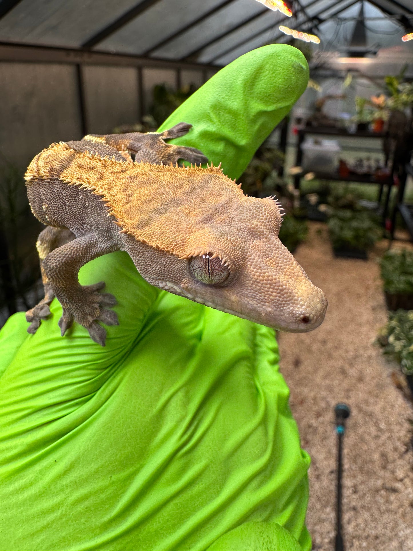 100% het Phantom Crested Gecko 15g Male