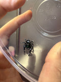 Phidippus Regius i8M Pet ID: 10312455