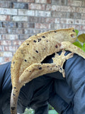 Brindle Dal Crested Gecko NPV 19g
