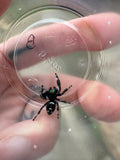 Phidippus Regius Adult Male Pet ID: 11072415