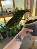 Anthurium Magnificum Dark Form