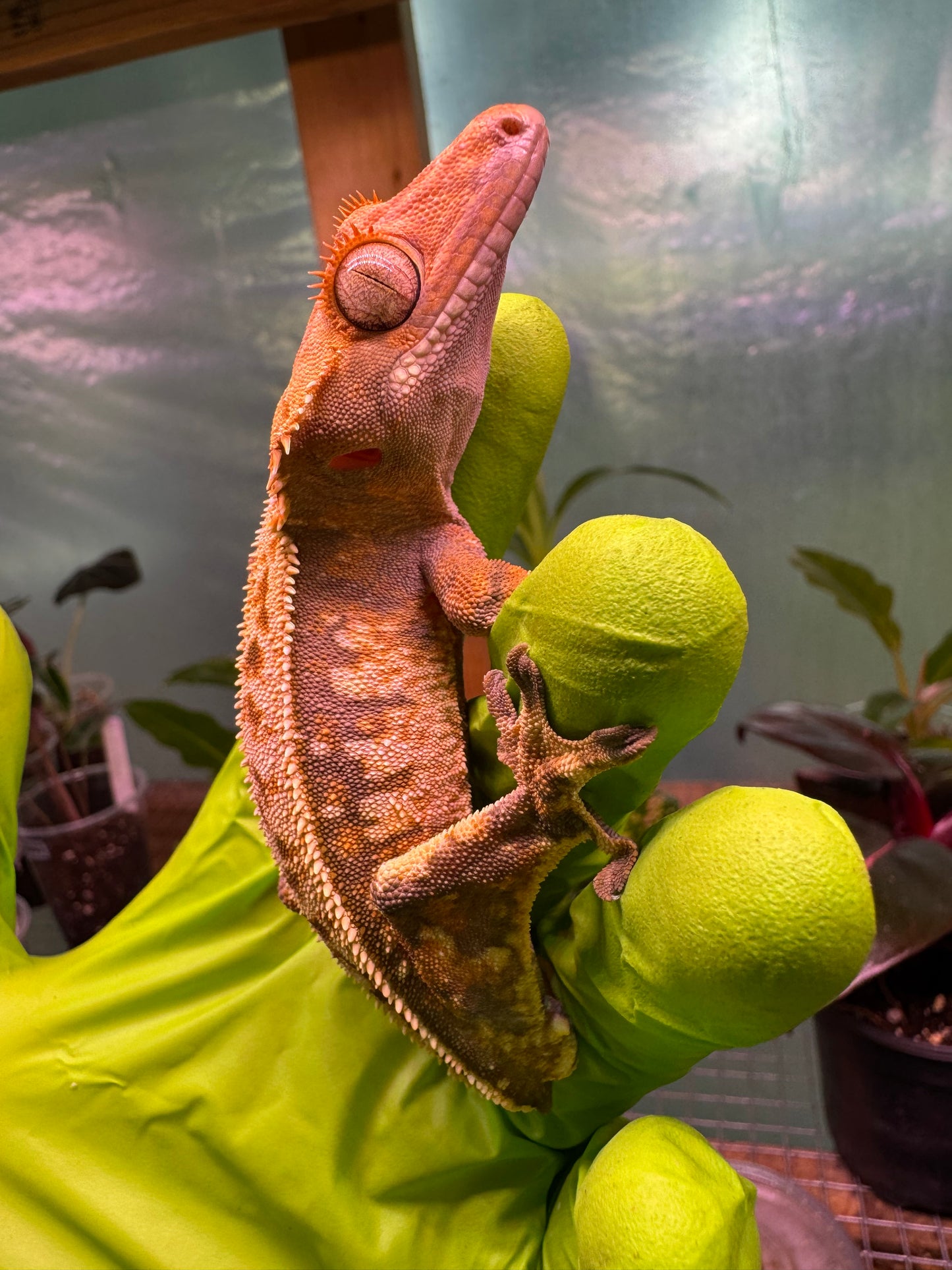 Tricolor Extreme Crested Gecko 21g Male