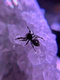 Phidippus Regius Adult Female Angel