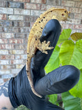 Brindle Dal Crested Gecko NPV 19g