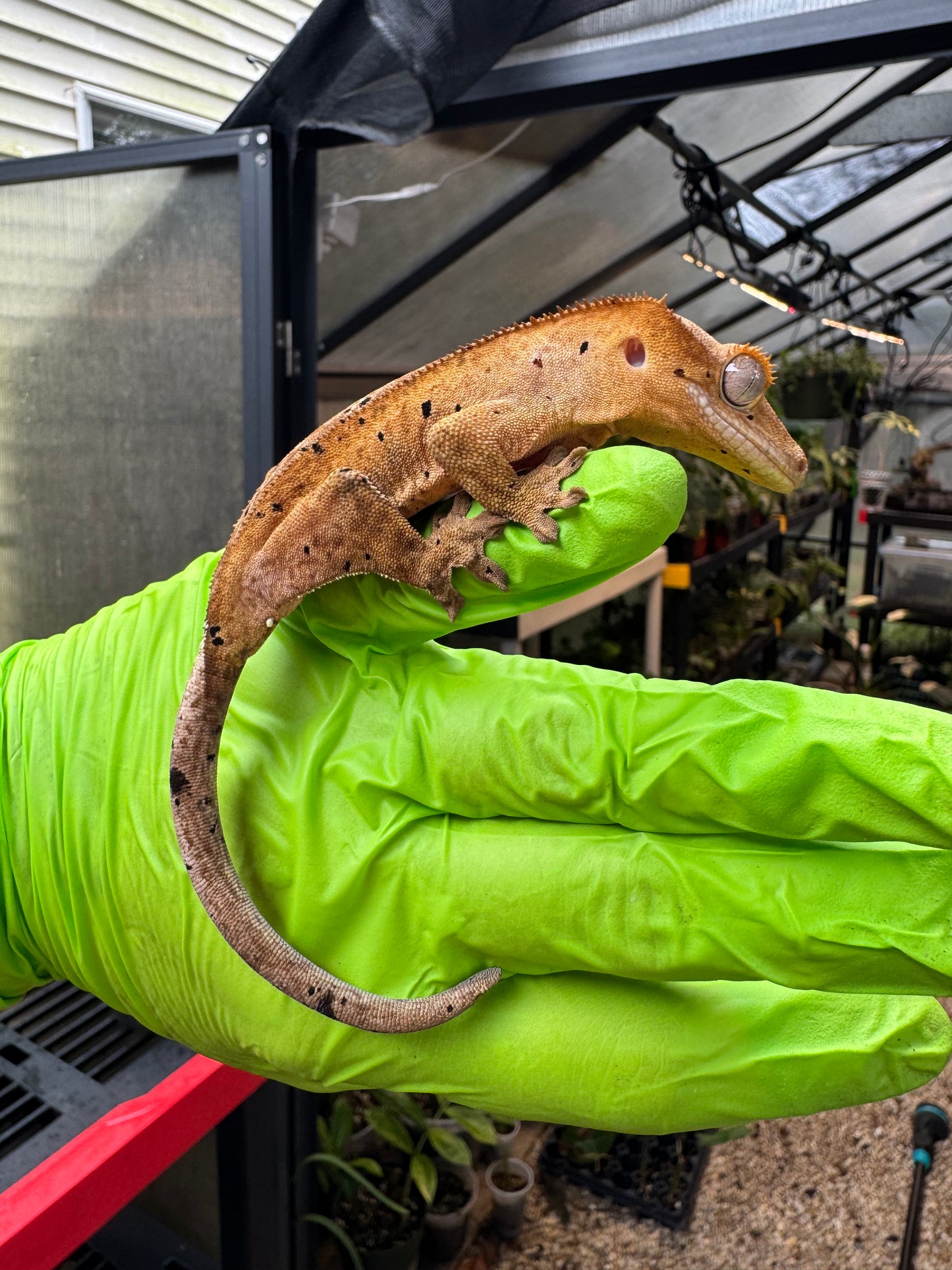 Brindle Dalmatian Crested Gecko 22g NPV