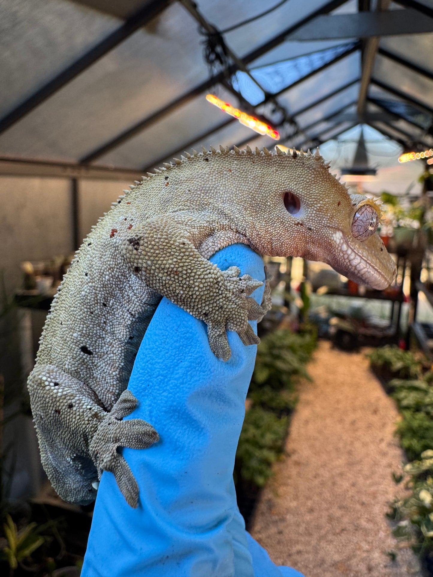 Dalmatian w/ Red Ink Spots Crested Gecko 27g Female
