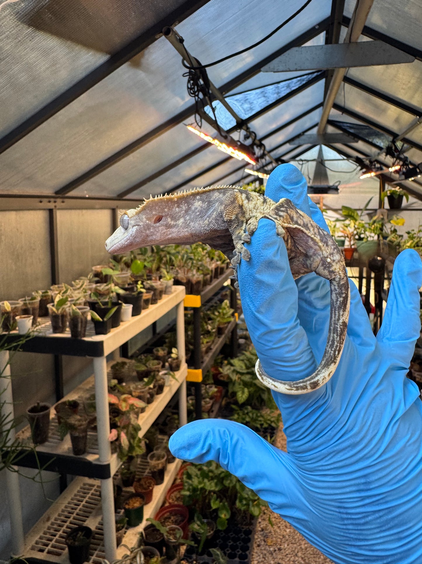 Pizzaz x xxx Extreme Crested Gecko 26g Female