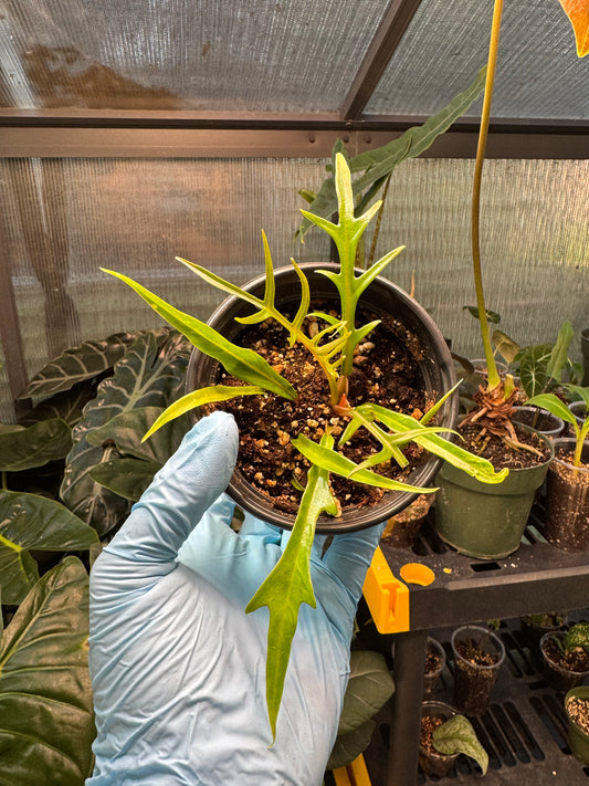Philodendron Tortum
