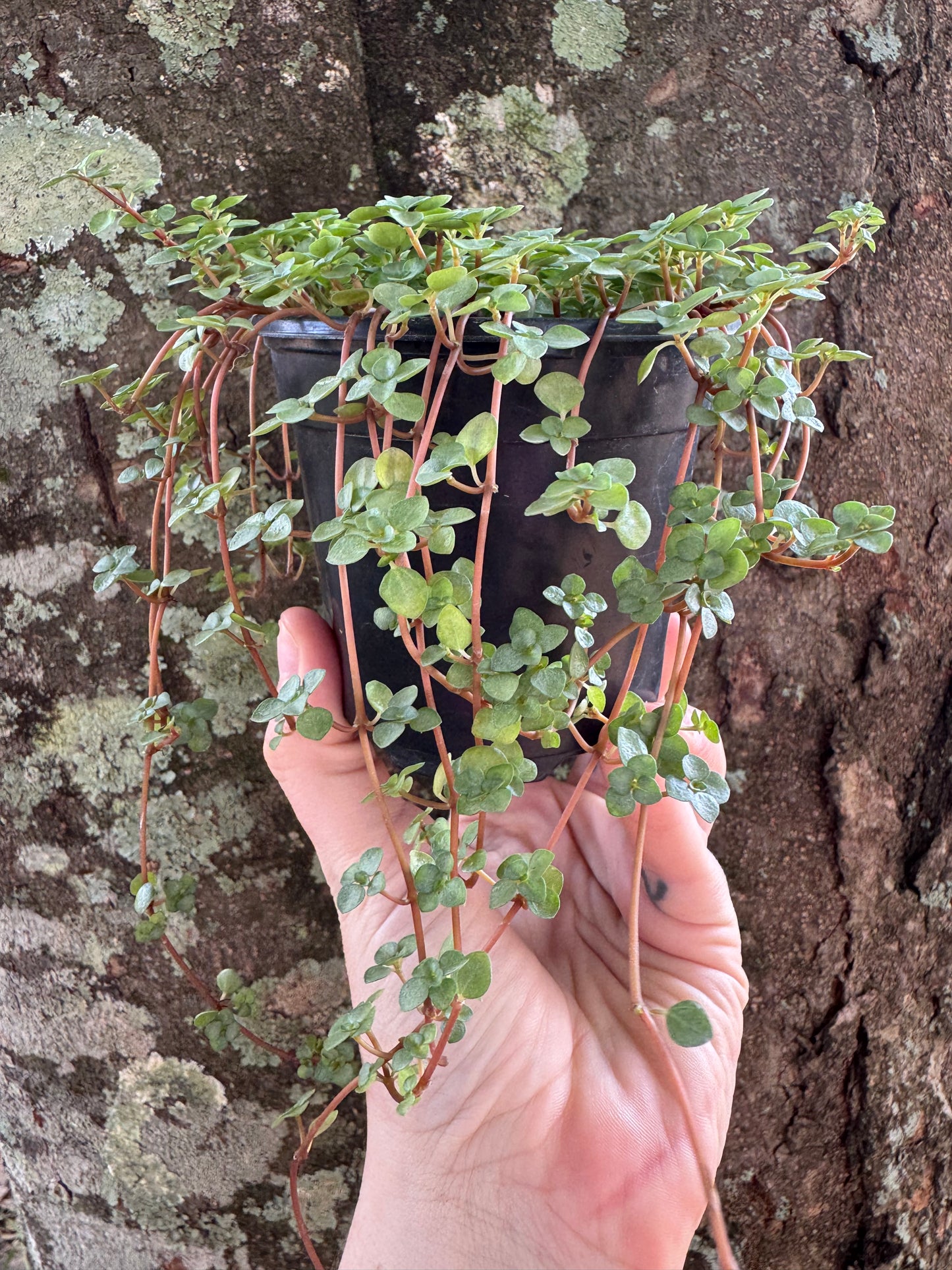 1214 | 4” Pilea Baby Tears