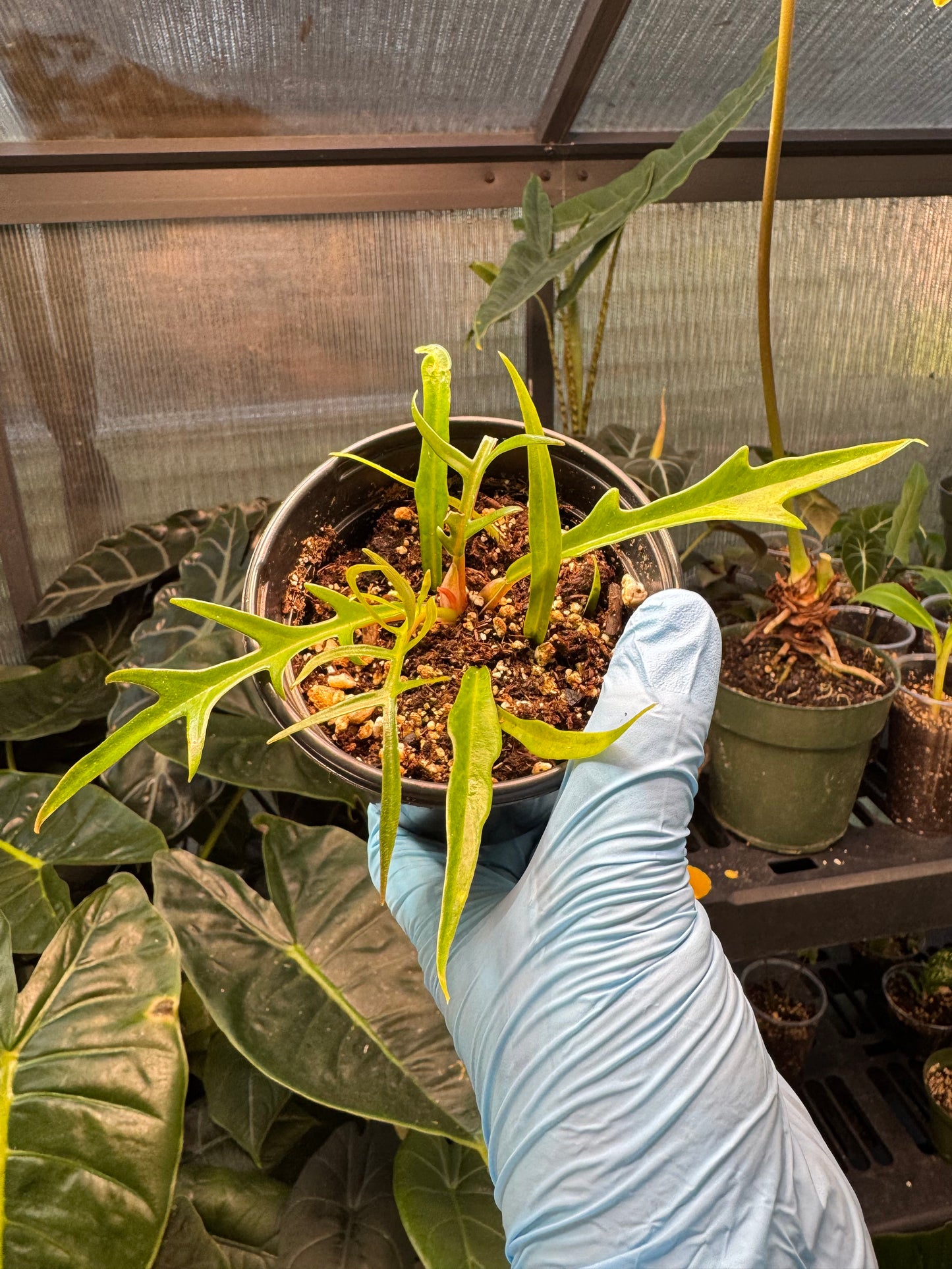 Philodendron Tortum