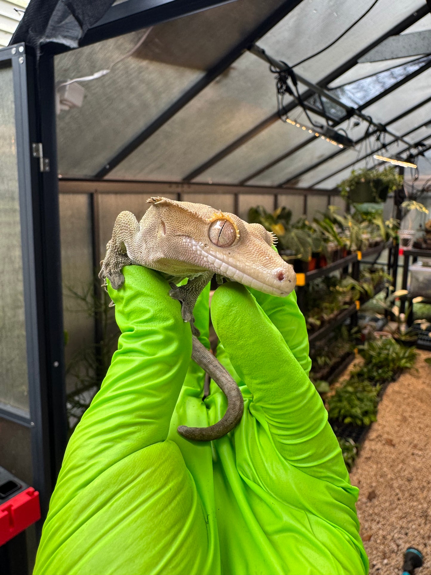 Charcoal Dalmatian Crested Gecko 25g Male