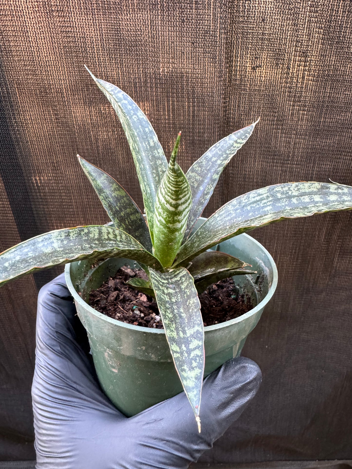 1210 | 4" Sanseveria Tiger