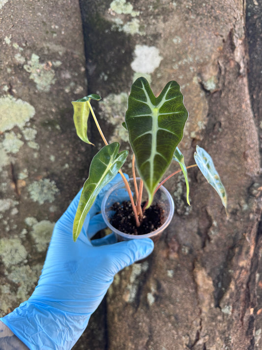 1038 | 3” Alocasia Bambino
