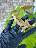 Brindle Dal Crested Gecko NPV 19g