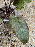 Philodendron Chocolate