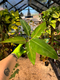 Musa sp Florida