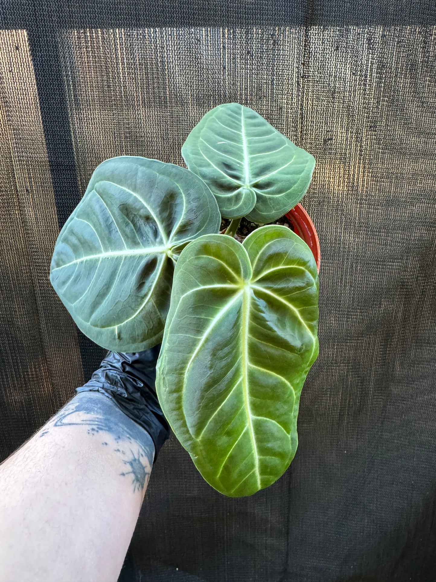 1198 | 4" Anthurium Villenaoru Croat