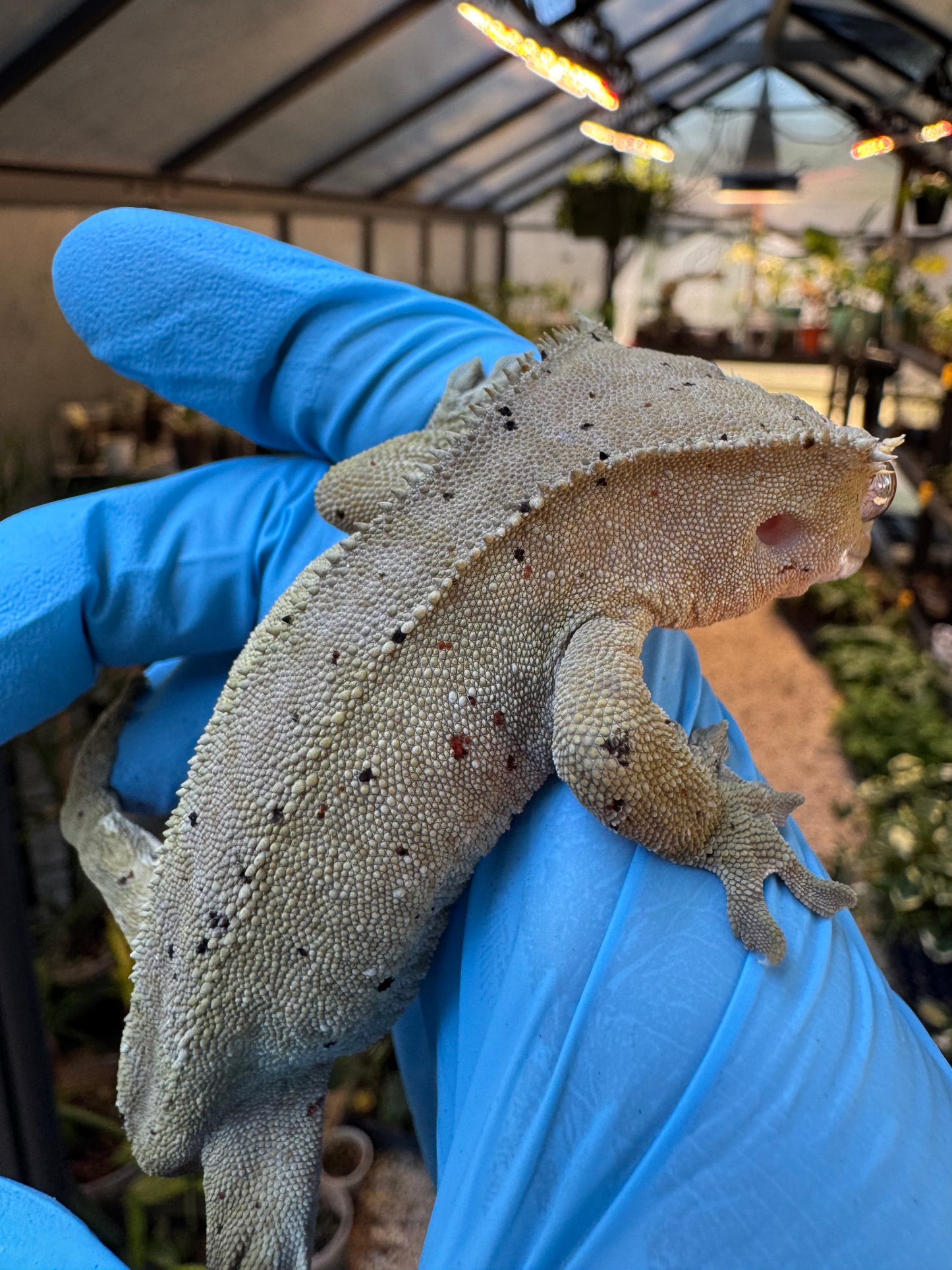 Dalmatian w/ Red Ink Spots Crested Gecko 27g Female