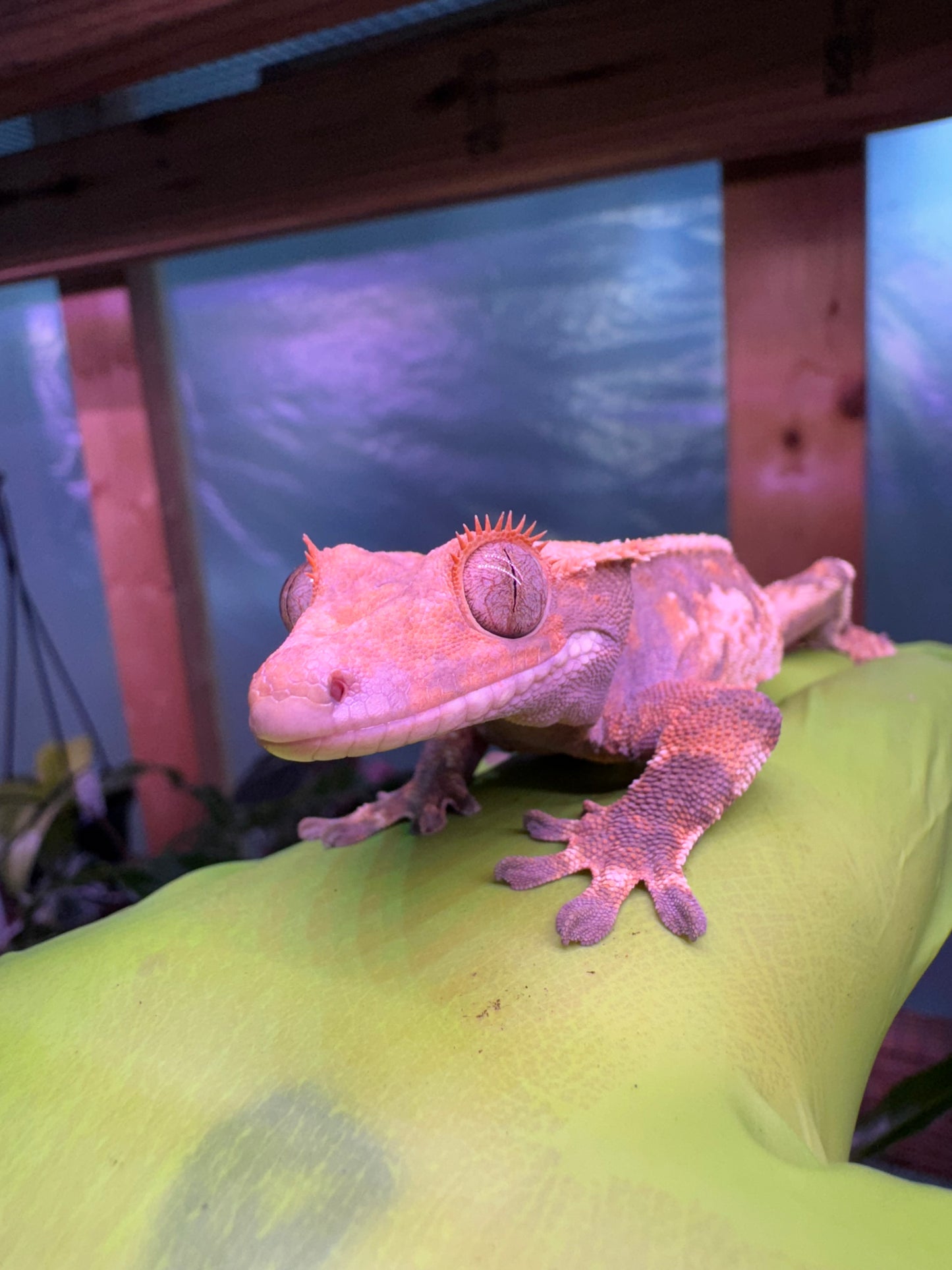 Tricolor Extreme Crested Gecko 21g Male