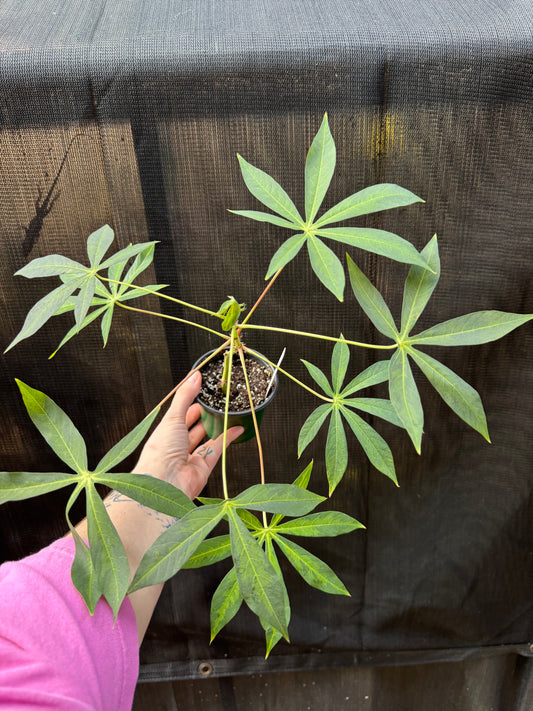 1217 | 4” Cassava Variegated