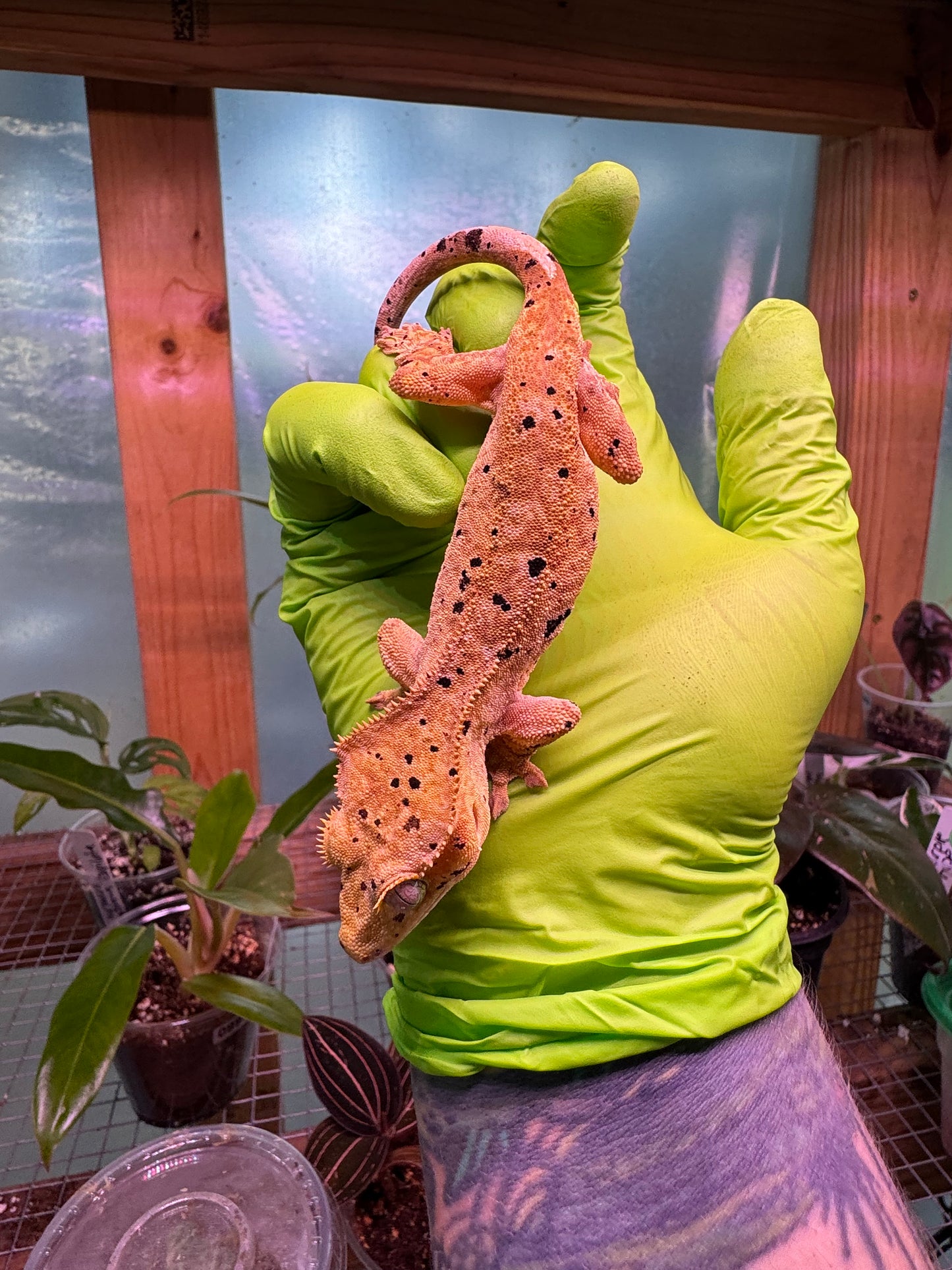 Brindle Dalmatian Crested Gecko 22g NPV