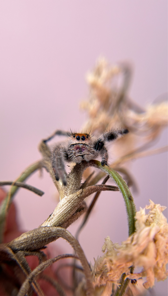 Phidippus Regius Adult Female Pet ID: 10312411