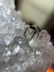 Phidippus Regius Adult Female Laurie