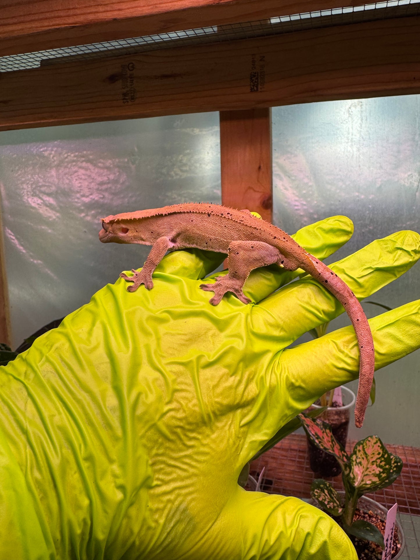 Charcoal Dalmatian Crested Gecko 25g Male