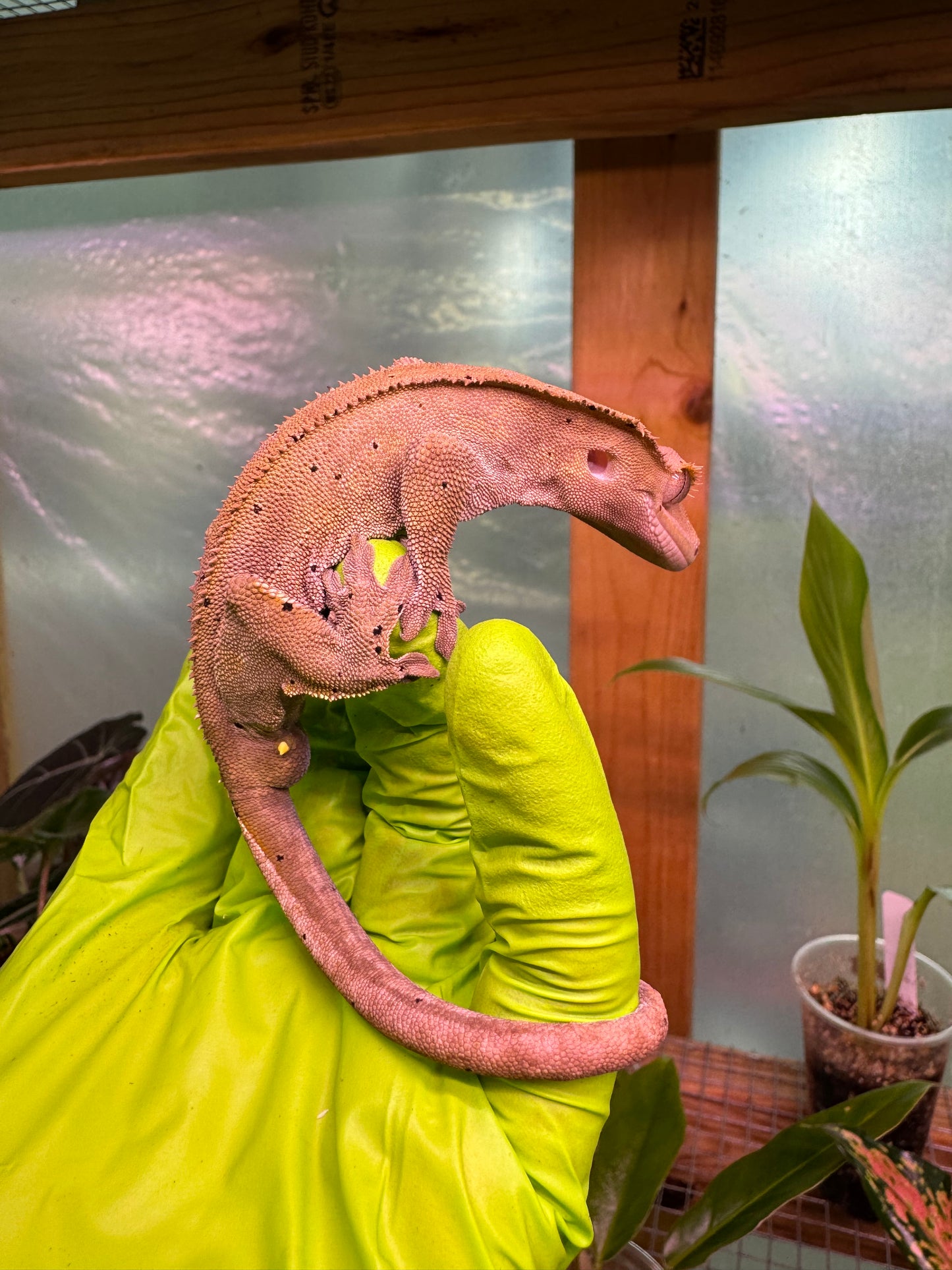Charcoal Dalmatian Crested Gecko 25g Male