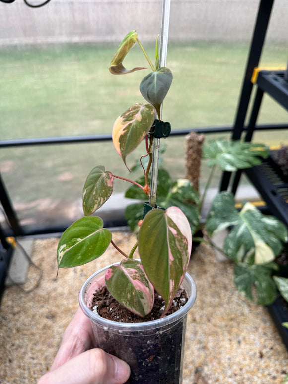Philodendron Micans Pink Ferrari