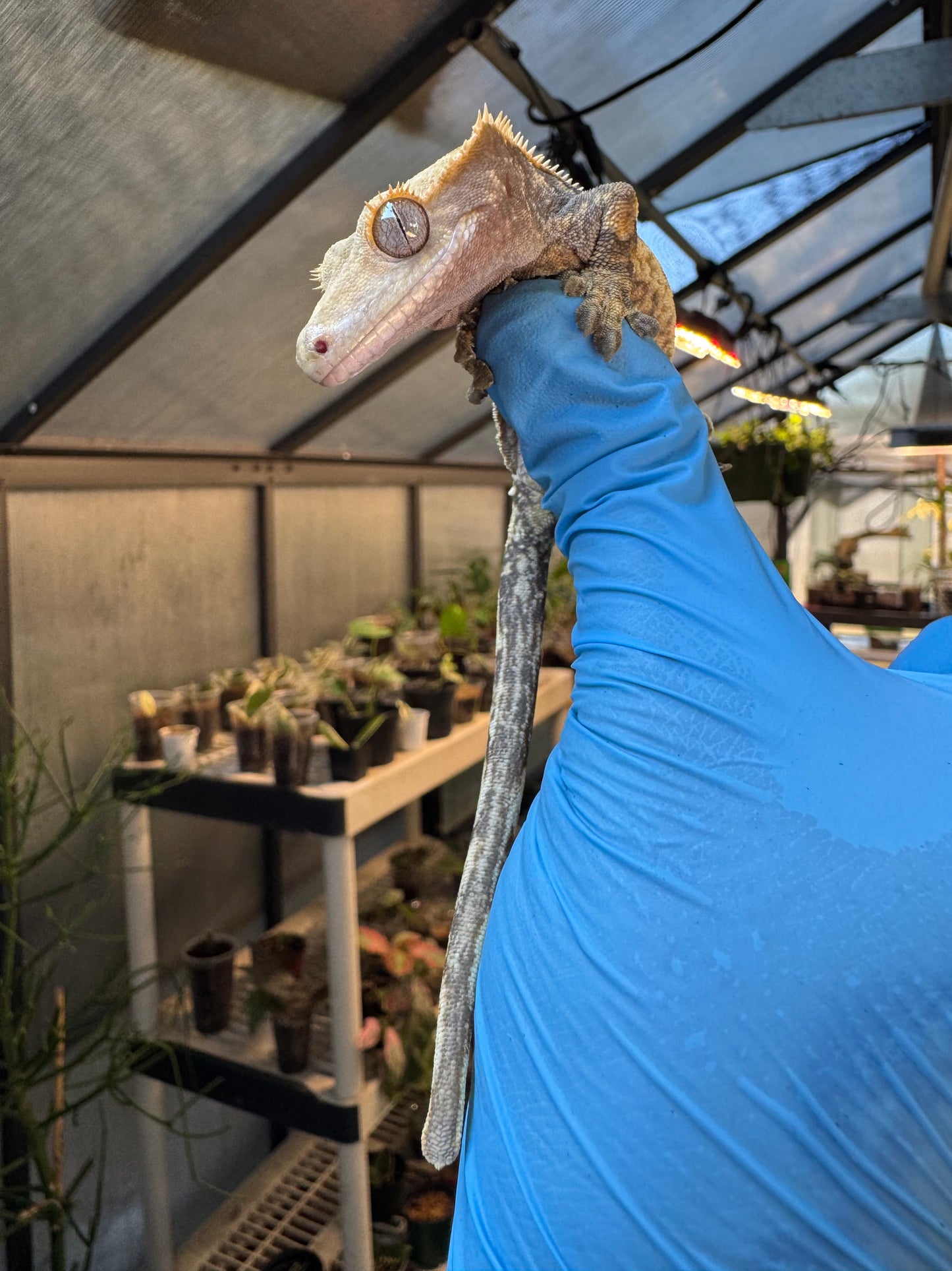 Pizzaz x xxx Extreme Crested Gecko 26g Female