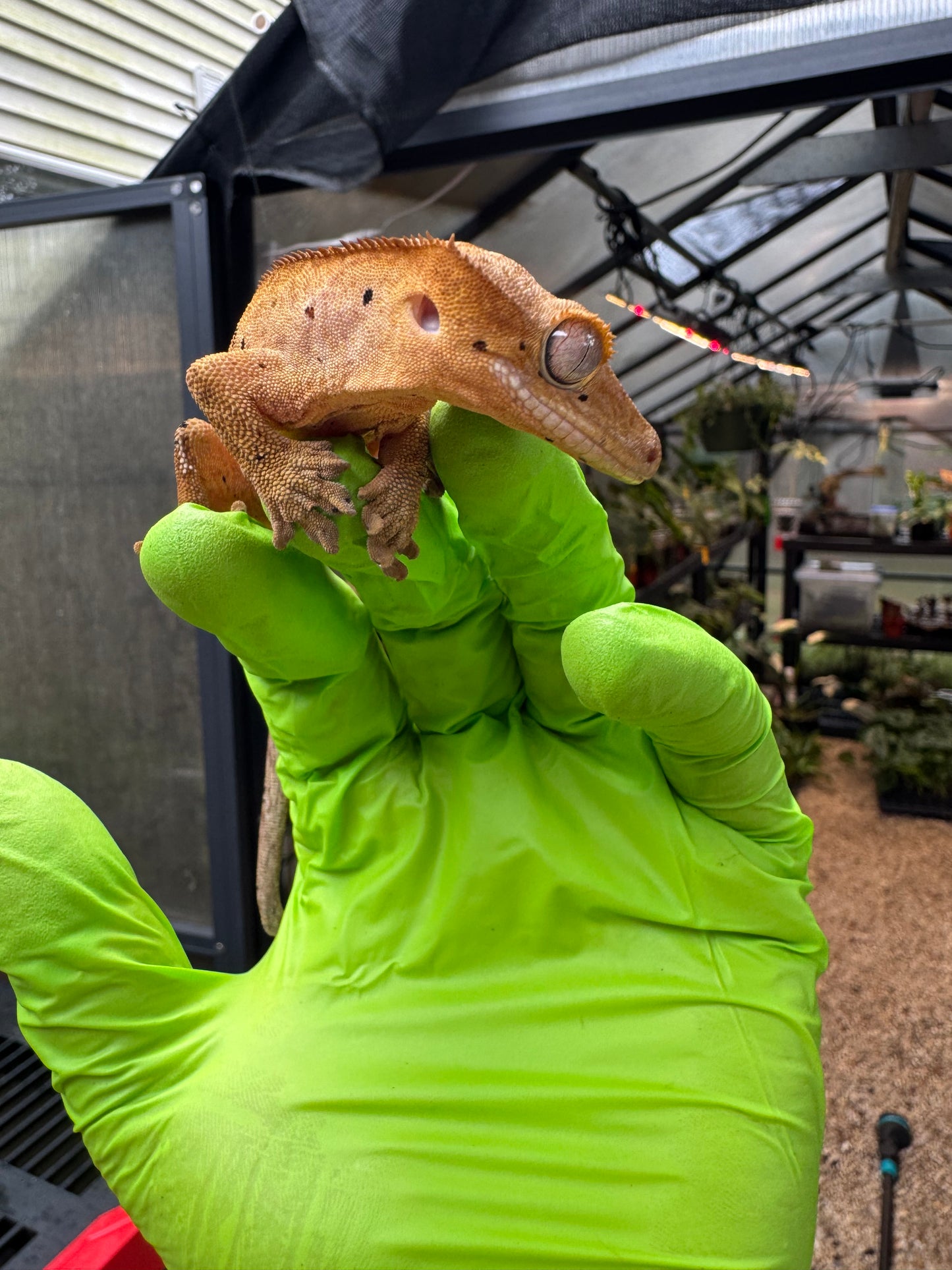 Brindle Dalmatian Crested Gecko 22g NPV