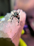 Phidippus Regius Adult Female Bella