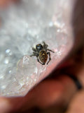 Phidippus Regius Adult Female Laurie